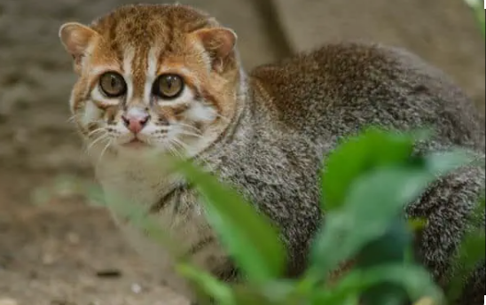 Jakarta akan Bangun Pulau Khusus Kucing Liar di Kepulauan Seribu